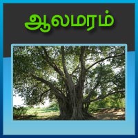 பாடங்கள்