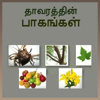 பாடங்கள்